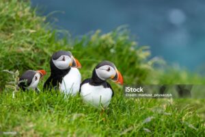 Atlantic Puffins (Fratercula arctica) on Mykines, Faroe Islands. Denmark. Europe