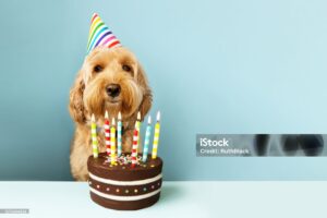 Funny dog with birthday cake and hat