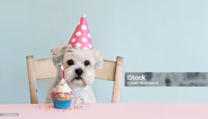 Cute white dog celebrating with birthday cupcake and birthday candle
